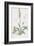 Spiranthes Gemmipara-James Sowerby-Framed Giclee Print