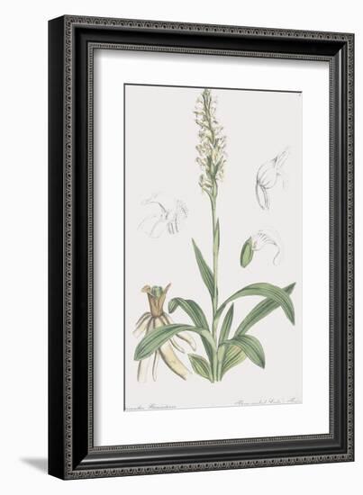 Spiranthes Gemmipara-James Sowerby-Framed Giclee Print