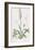 Spiranthes Gemmipara-James Sowerby-Framed Giclee Print