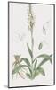 Spiranthes Gemmipara-James Sowerby-Mounted Giclee Print