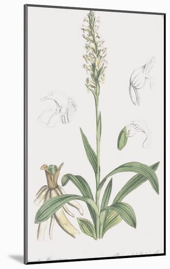 Spiranthes Gemmipara-James Sowerby-Mounted Giclee Print