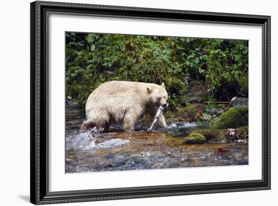 Spirit Bear Hunting for Sockeye Salmon-null-Framed Photographic Print