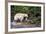 Spirit Bear Hunting for Sockeye Salmon-null-Framed Photographic Print