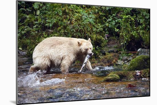 Spirit Bear Hunting for Sockeye Salmon-null-Mounted Photographic Print