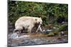 Spirit Bear Hunting for Sockeye Salmon-null-Mounted Photographic Print