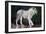 Spirit Lion, 2022, (Oil on Canvas)-Mark Adlington-Framed Giclee Print