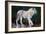 Spirit Lion, 2022, (Oil on Canvas)-Mark Adlington-Framed Giclee Print