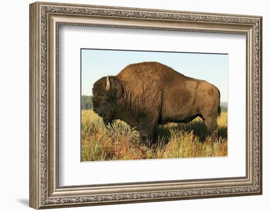 Spirit of the Plains-null-Framed Premium Giclee Print