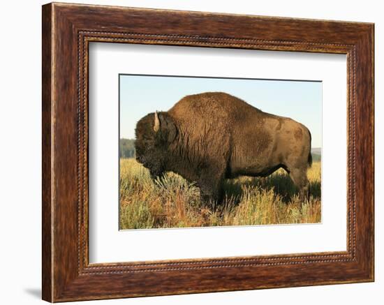 Spirit of the Plains-null-Framed Premium Giclee Print