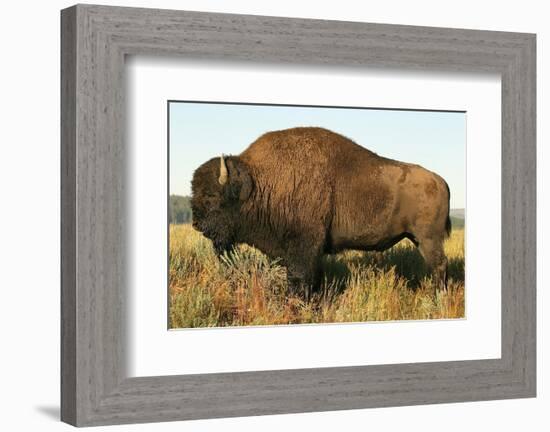 Spirit of the Plains-null-Framed Premium Giclee Print