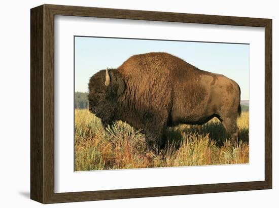 Spirit of the Plains-null-Framed Art Print