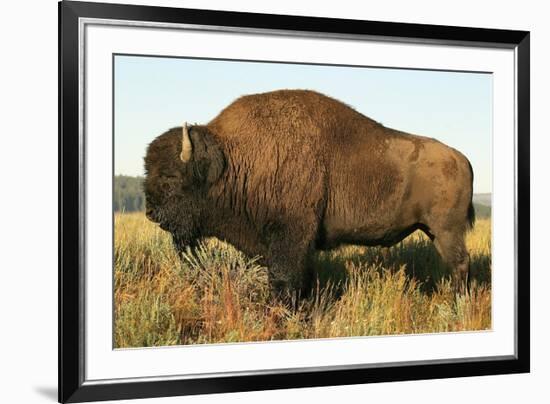 Spirit of the Plains-null-Framed Art Print