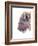 Spirit of the West Buffalo-Michelle Faber-Framed Giclee Print