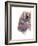 Spirit of the West Buffalo-Michelle Faber-Framed Giclee Print