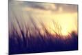 Premium Photographic Print