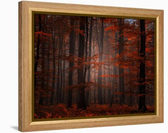 Spiritual Wood-Philippe Sainte-Laudy-Framed Premier Image Canvas