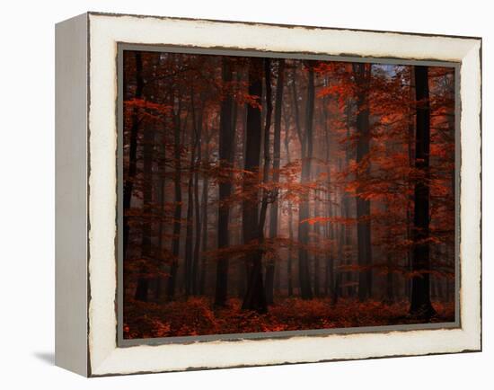 Spiritual Wood-Philippe Sainte-Laudy-Framed Premier Image Canvas