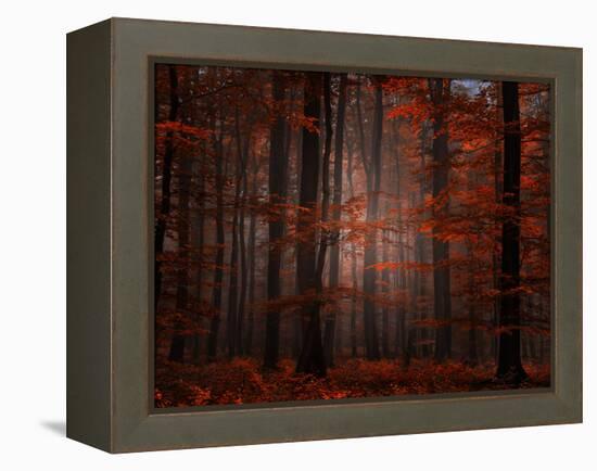 Spiritual Wood-Philippe Sainte-Laudy-Framed Premier Image Canvas