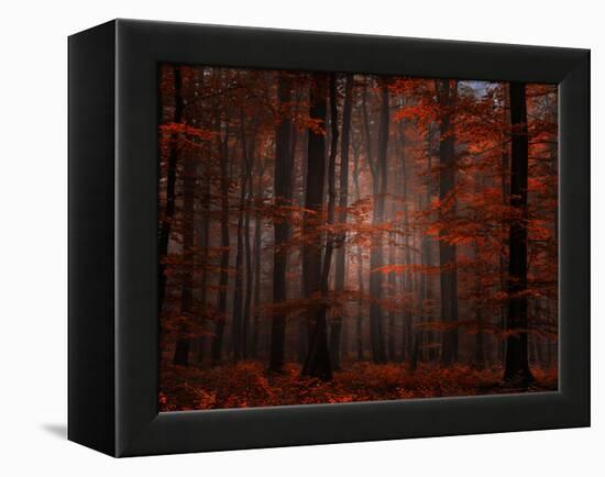 Spiritual Wood-Philippe Sainte-Laudy-Framed Premier Image Canvas