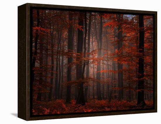 Spiritual Wood-Philippe Sainte-Laudy-Framed Premier Image Canvas