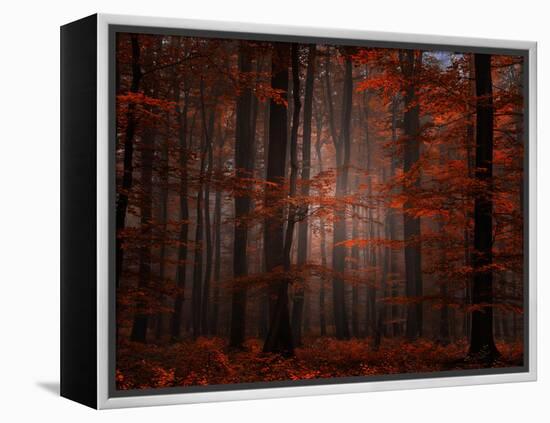 Spiritual Wood-Philippe Sainte-Laudy-Framed Premier Image Canvas