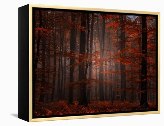 Spiritual Wood-Philippe Sainte-Laudy-Framed Premier Image Canvas