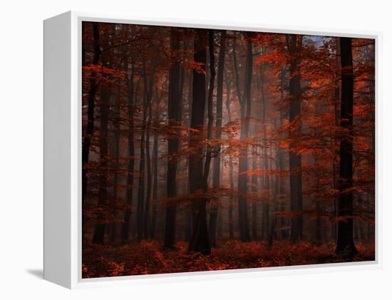 Spiritual Wood-Philippe Sainte-Laudy-Framed Premier Image Canvas