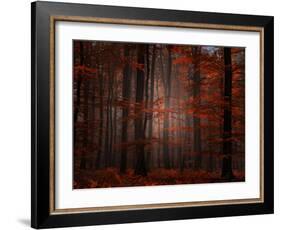 Spiritual Wood-Philippe Sainte-Laudy-Framed Photographic Print