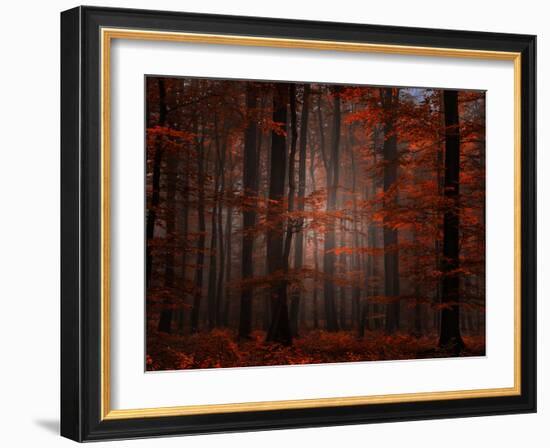 Spiritual Wood-Philippe Sainte-Laudy-Framed Photographic Print