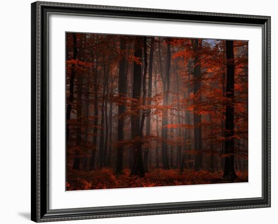 Spiritual Wood-Philippe Sainte-Laudy-Framed Photographic Print