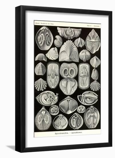 Spirobranchia or Fanworms-Ernst Haeckel-Framed Art Print
