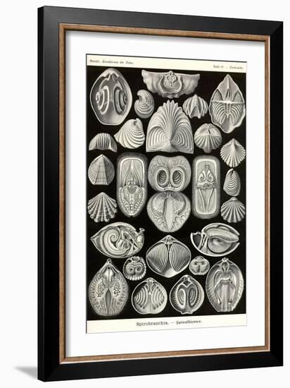 Spirobranchia or Fanworms-Ernst Haeckel-Framed Art Print