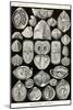 Spirobranchia or Fanworms-Ernst Haeckel-Mounted Art Print