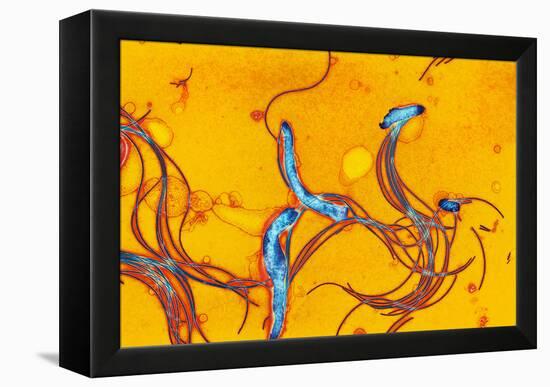 Spirochete Bacteria, TEM-Hazel Appleton-Framed Premier Image Canvas