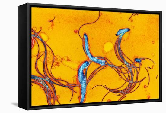 Spirochete Bacteria, TEM-Hazel Appleton-Framed Premier Image Canvas