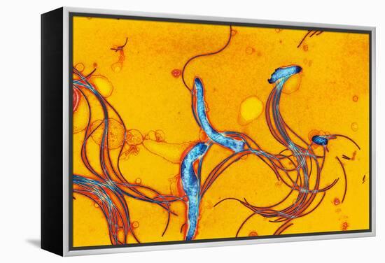 Spirochete Bacteria, TEM-Hazel Appleton-Framed Premier Image Canvas