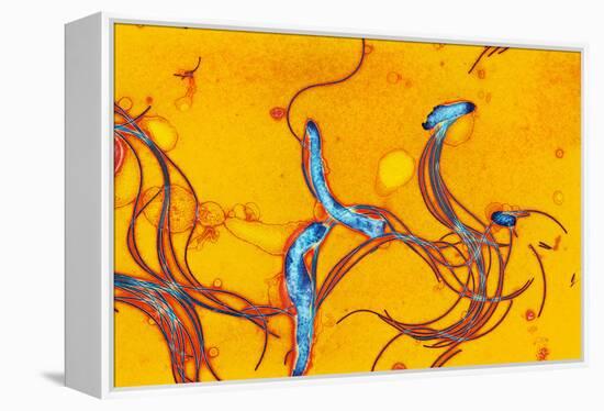 Spirochete Bacteria, TEM-Hazel Appleton-Framed Premier Image Canvas