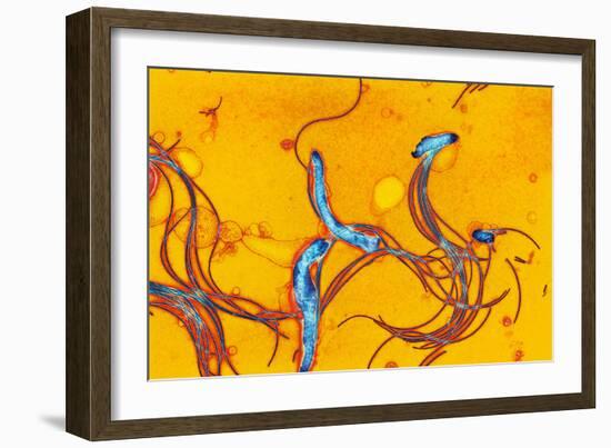 Spirochete Bacteria, TEM-Hazel Appleton-Framed Photographic Print