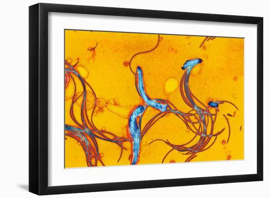 Spirochete Bacteria, TEM-Hazel Appleton-Framed Photographic Print