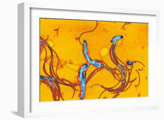 Spirochete Bacteria, TEM-Hazel Appleton-Framed Photographic Print