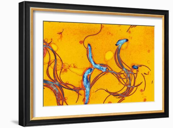 Spirochete Bacteria, TEM-Hazel Appleton-Framed Photographic Print