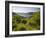 Spitz an Der Donau, Vineyards, Wachau, Lower Austria, Austria-Rainer Mirau-Framed Photographic Print