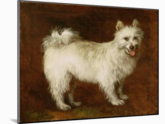 Spitz Dog, c.1760-70-Thomas Gainsborough-Mounted Giclee Print