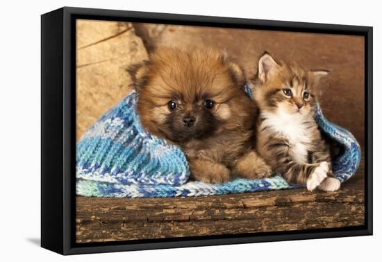 Spitz Puppy And Kitten Breeds Maine Coon, Cat And Dog-Lilun-Framed Premier Image Canvas
