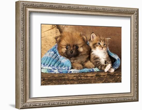 Spitz Puppy And Kitten Breeds Maine Coon, Cat And Dog-Lilun-Framed Photographic Print