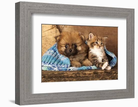 Spitz Puppy And Kitten Breeds Maine Coon, Cat And Dog-Lilun-Framed Photographic Print