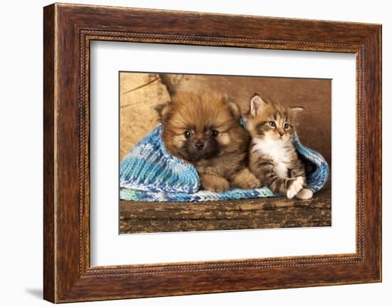 Spitz Puppy And Kitten Breeds Maine Coon, Cat And Dog-Lilun-Framed Photographic Print