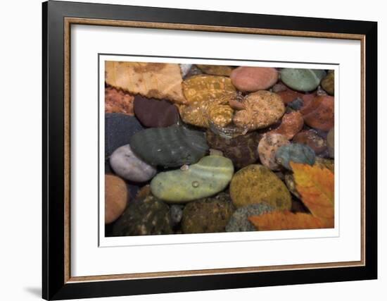 Splash in a Stream-Donald Paulson-Framed Giclee Print