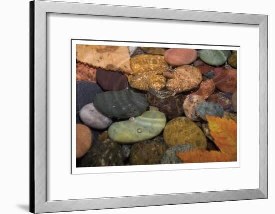 Splash in a Stream-Donald Paulson-Framed Giclee Print