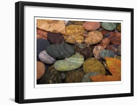 Splash in a Stream-Donald Paulson-Framed Giclee Print